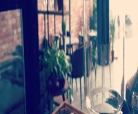 كاكتوس كافيه